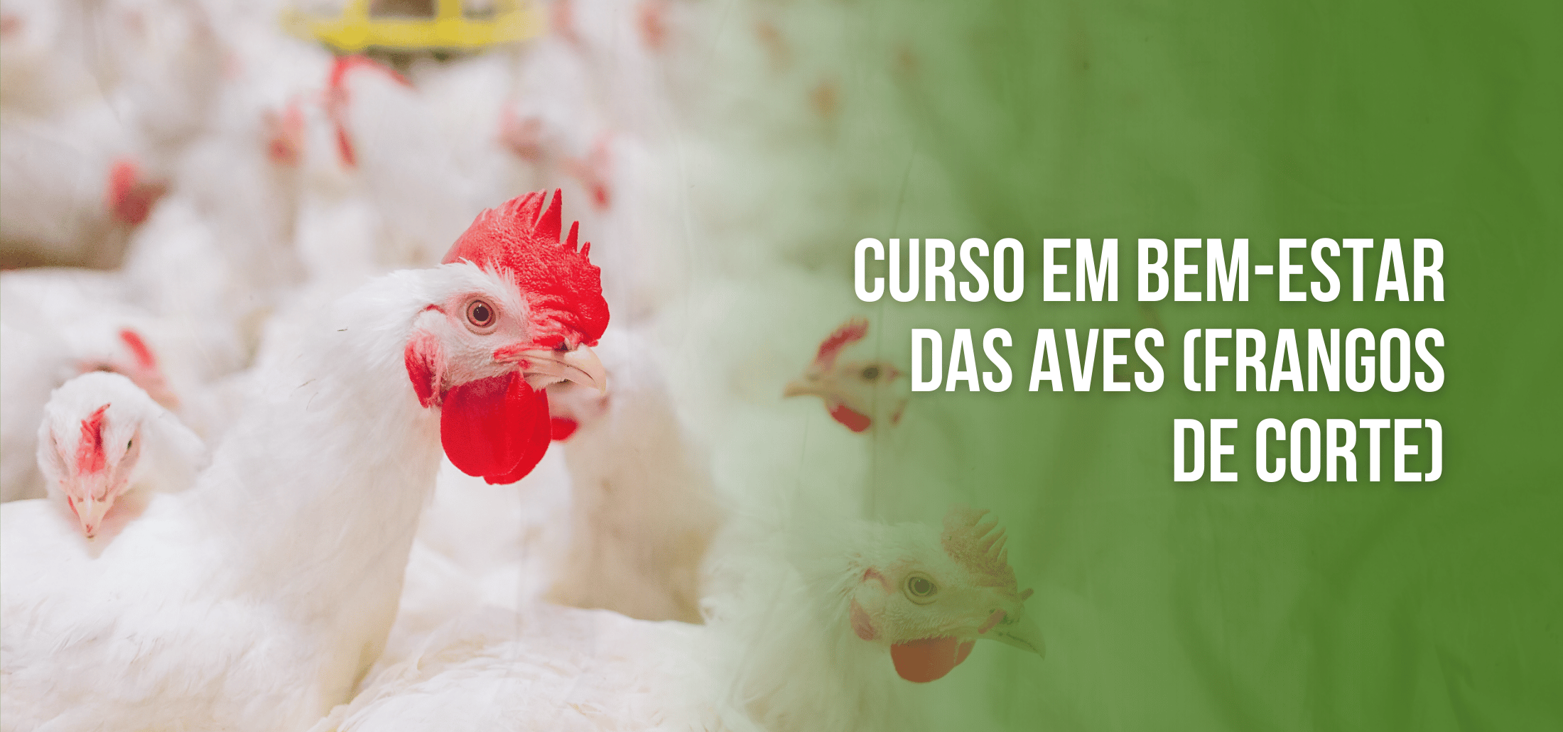 Course Image Curso de Capacitação On-line